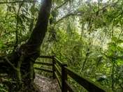 recorrido por el bosque tropical lluvioso