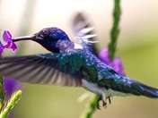 Descubre mas de 18 especies de colibríes
